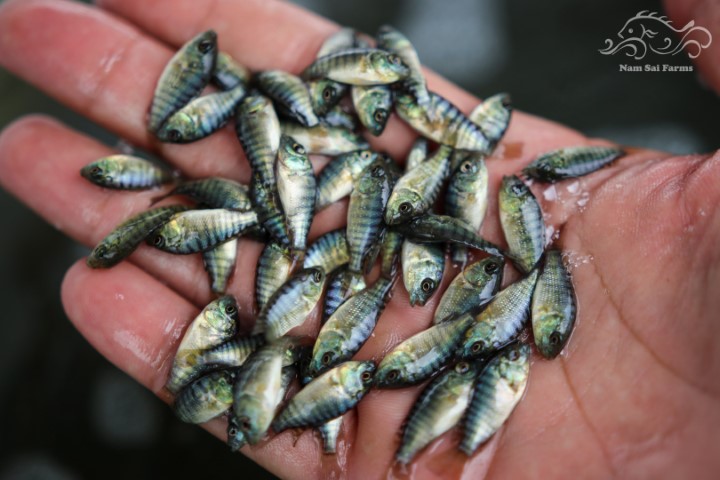 Monosex-Nile-tilapia-fry-1