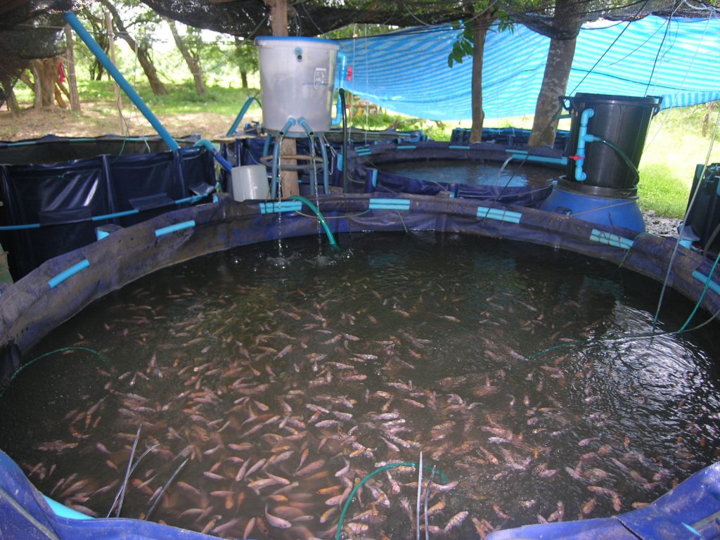 Red-tilapia-in-a-2ton-nursing-tank-before-transfer-to-the-cage-at-private-farm-in-Kanchanaburi-Province