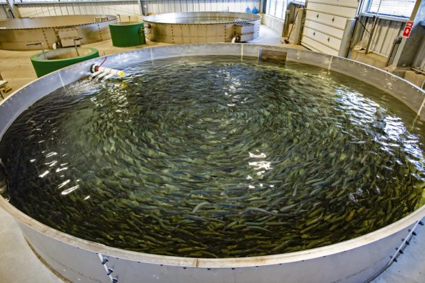 fish-hatchery-4-202012010-610x407